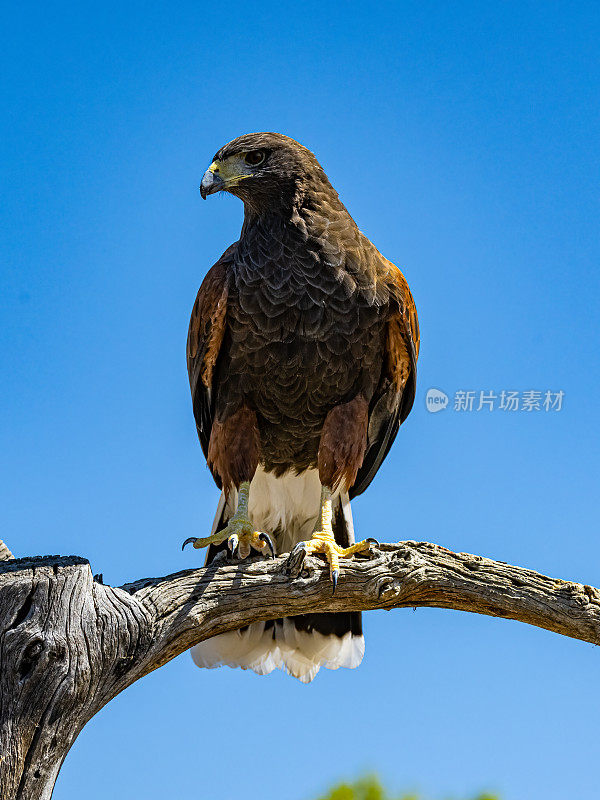 哈里斯鹰(Parabuteo unicinctus)，也被称为湾翼鹰、黑鹰和狼鹰。从美国西南部繁殖到智利、阿根廷中部和巴西的猛禽。索诺兰沙漠，亚利桑那州。